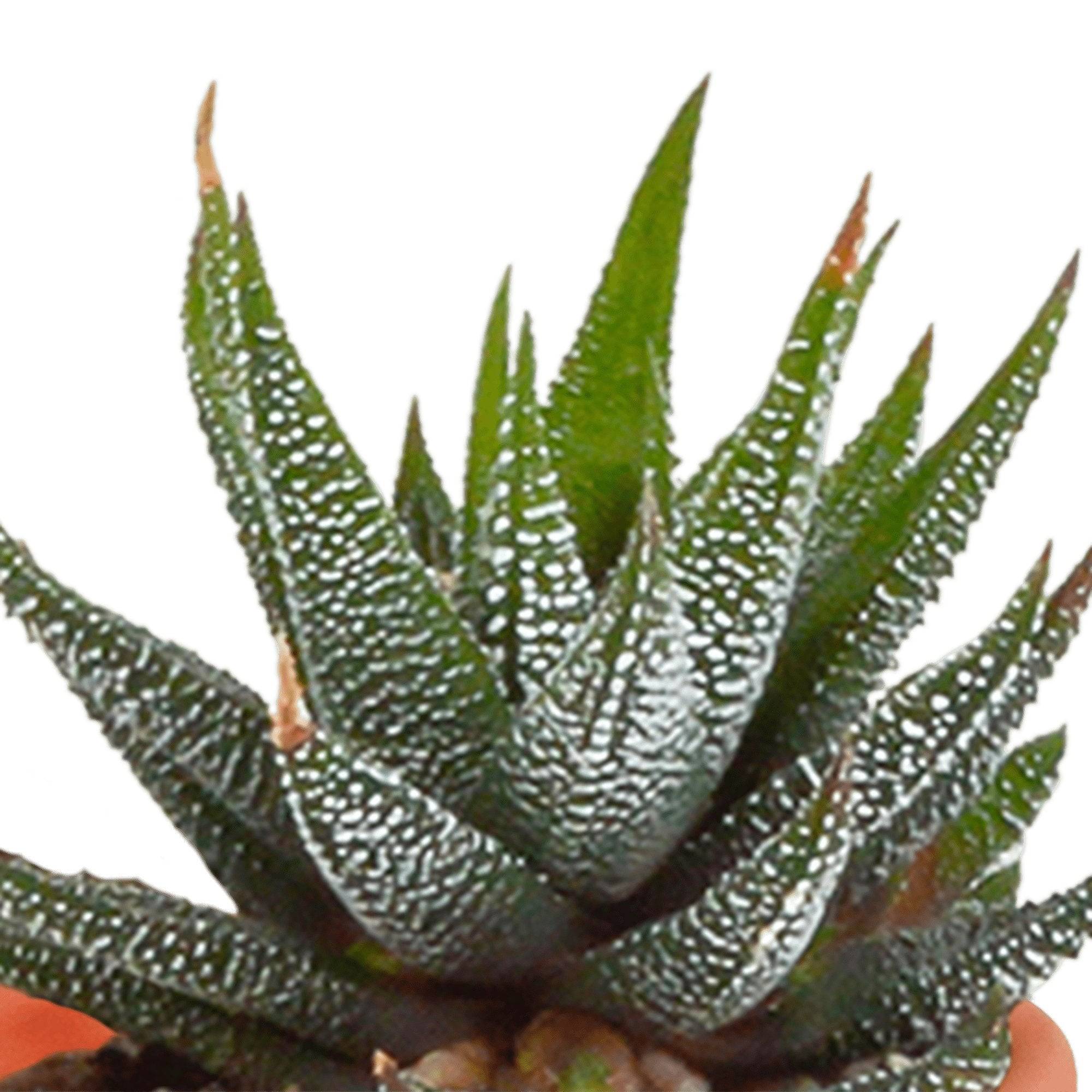 Coffret cactus, succulentes - Lot de 15 plantes, h13cm- La Green Touch - Image 10