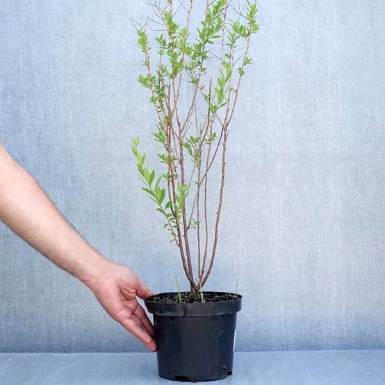 Spiraea billardii - Spirée Pot de 3L/4L - Image 2