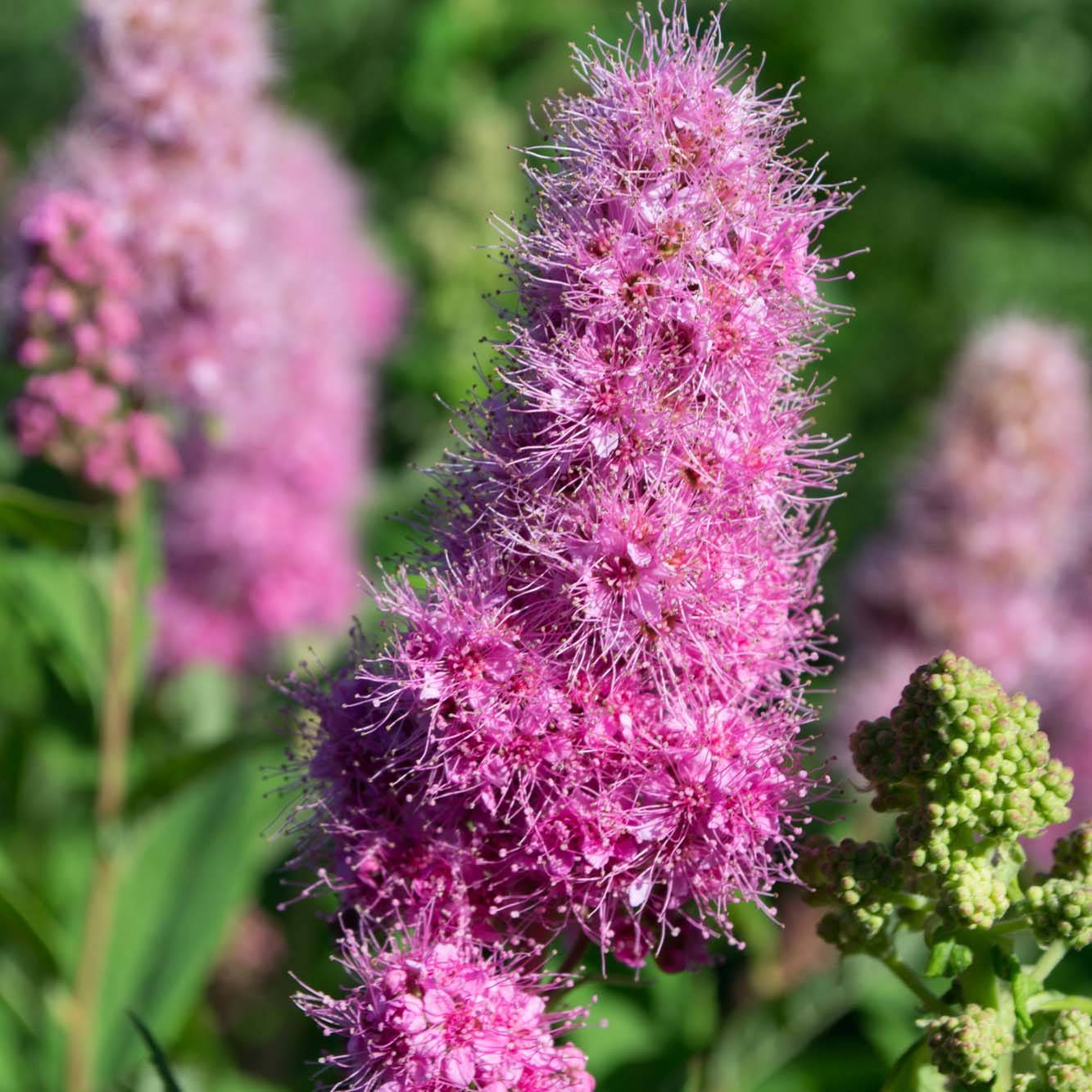 Spiraea billardii - Spirée Pot de 3L/4L - Image 1