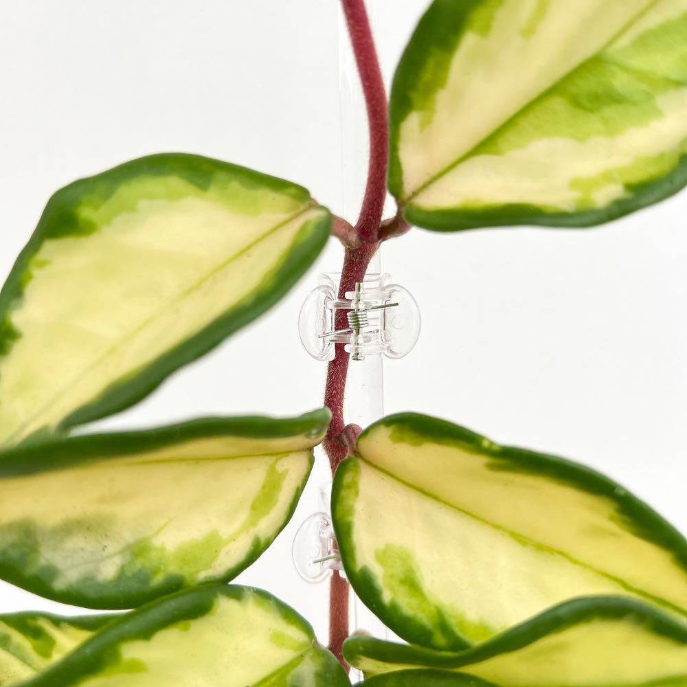 Pinces transparentes pour plante - Pince tuteurage transparente - Clips de support - Pinces de tuteurage pour plantes - X50 unités - Image 1