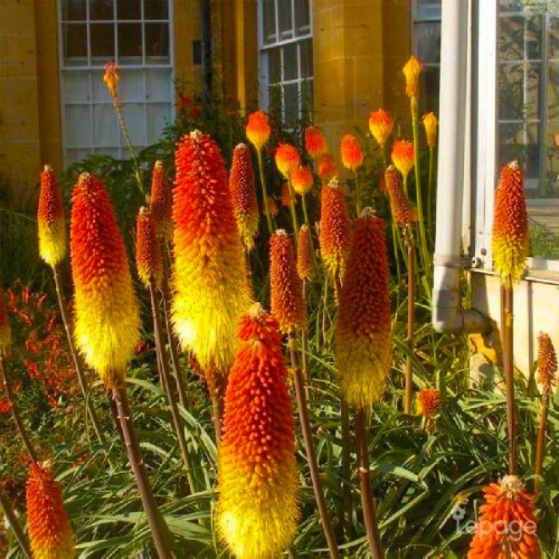 3 Tisons de Satan (Kniphofia Rooperi) - Lot de 3 vivaces - Pépinières Naudet - Image 1