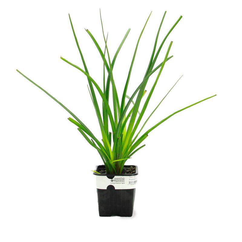 3 Tisons de Satan (Kniphofia Rooperi) - Lot de 3 vivaces - Pépinières Naudet - Image 2