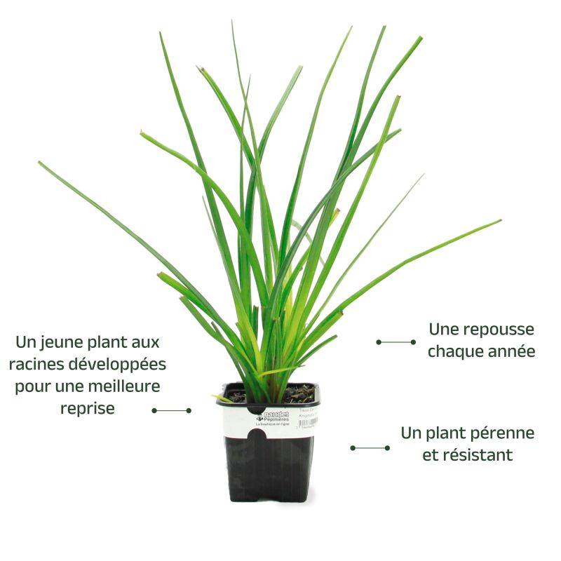 3 Tisons de Satan (Kniphofia Rooperi) - Lot de 3 vivaces - Pépinières Naudet - Image 3