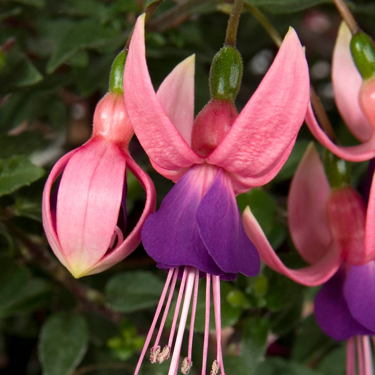 Promesse de Fleurs - Fuchsia Lambada Pot de 12 cm / 13 cm