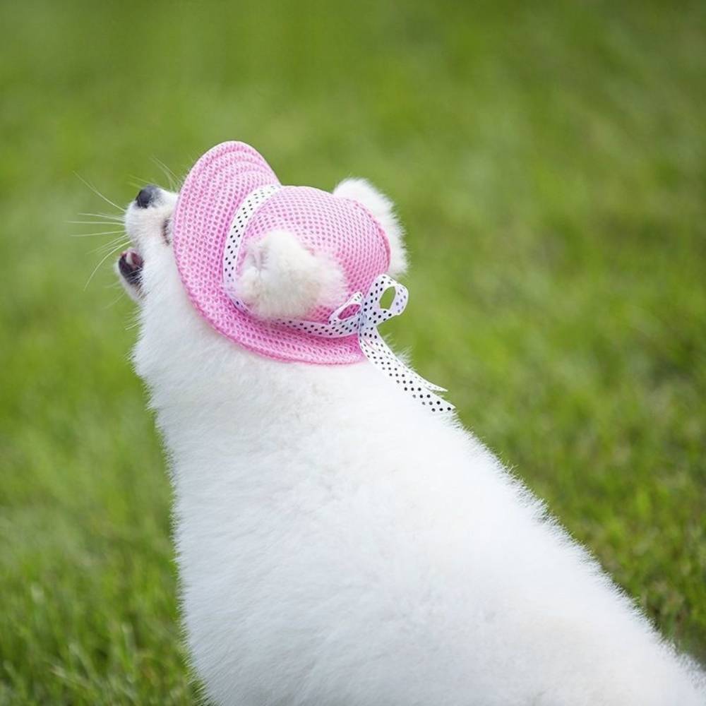 Chapeau de soleil pour chien l - IntiMeg - Image 4