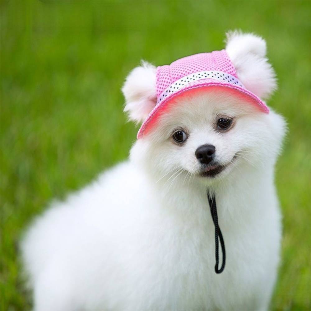 Chapeau de soleil pour chien l - IntiMeg - Image 5