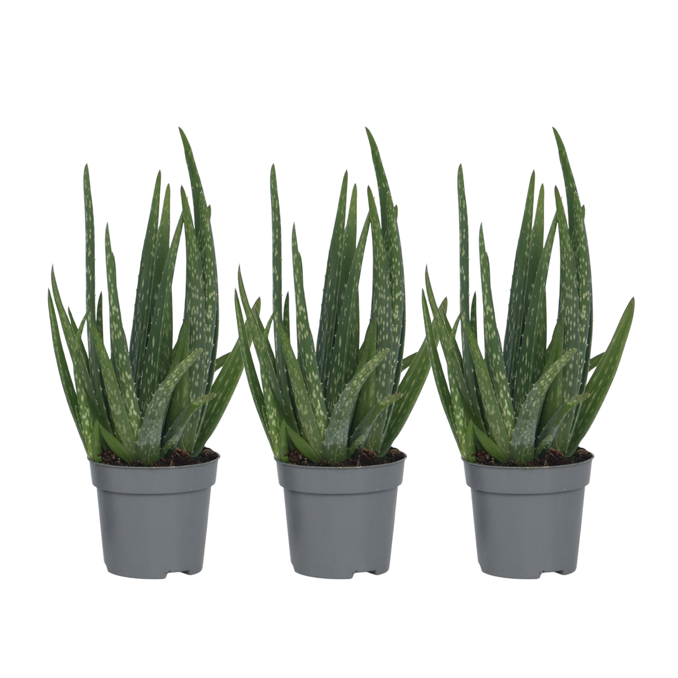 Plant In A Box - Aloe vera - Set de 3 - Aloe barbadensis - Hauteur 25-40cm - ⌀10,5cm - Image 1