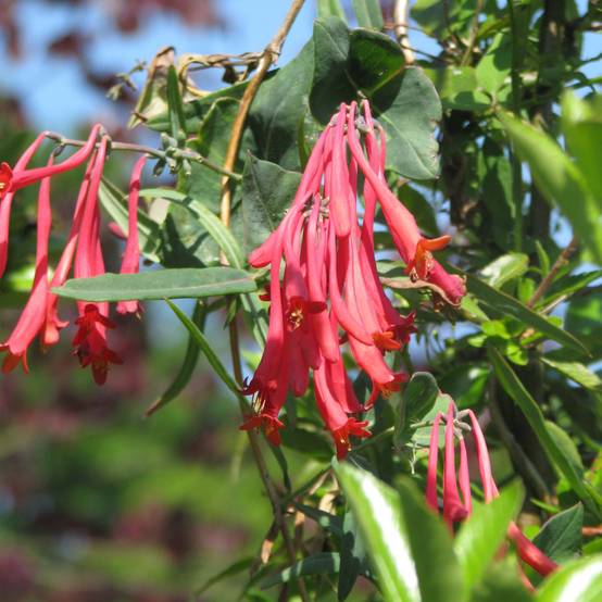 Chèvrefeuille - Lonicera sempervirens Cedar Lane Pot de 1,5L/2L