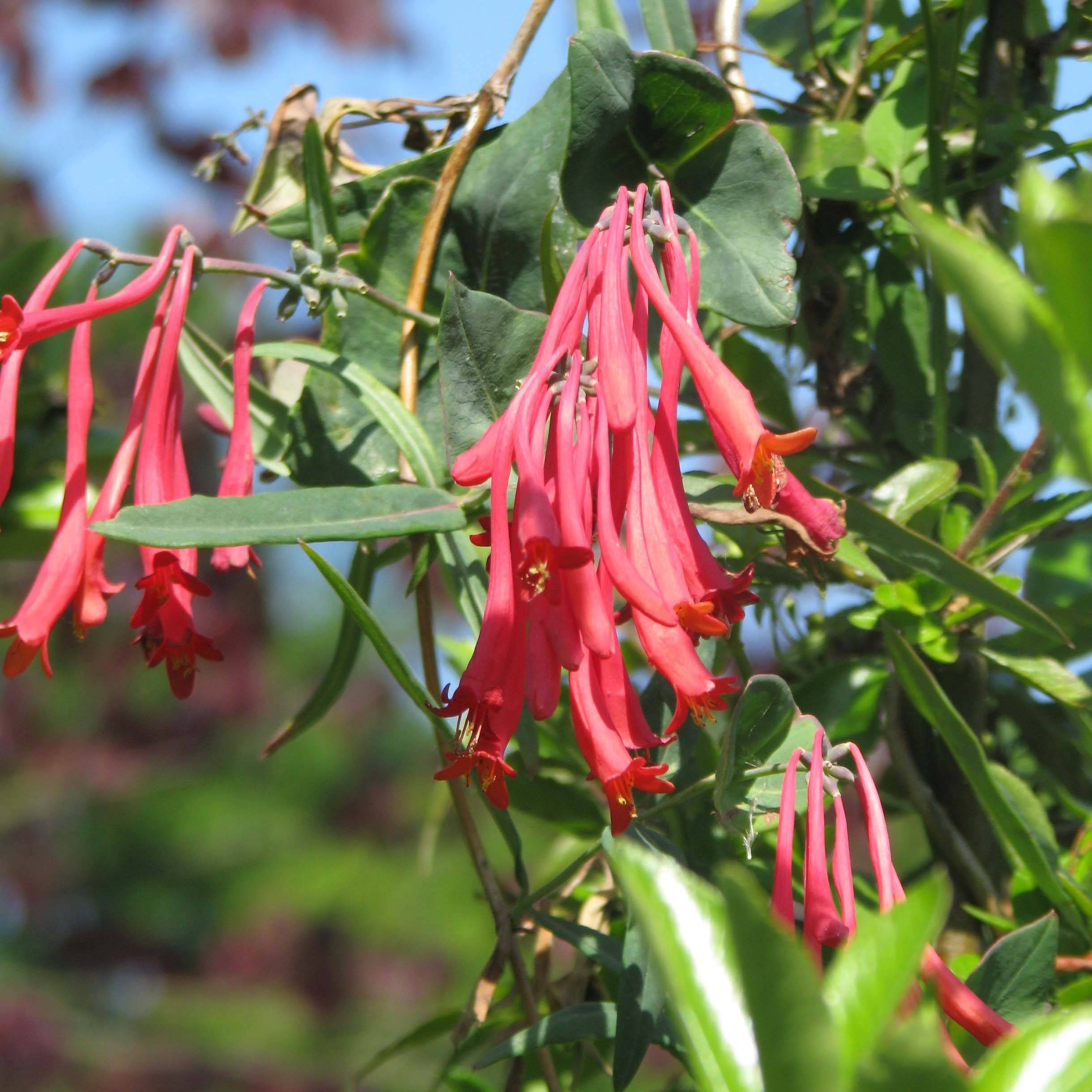 Chèvrefeuille - Lonicera sempervirens Cedar Lane Pot de 1,5L/2L