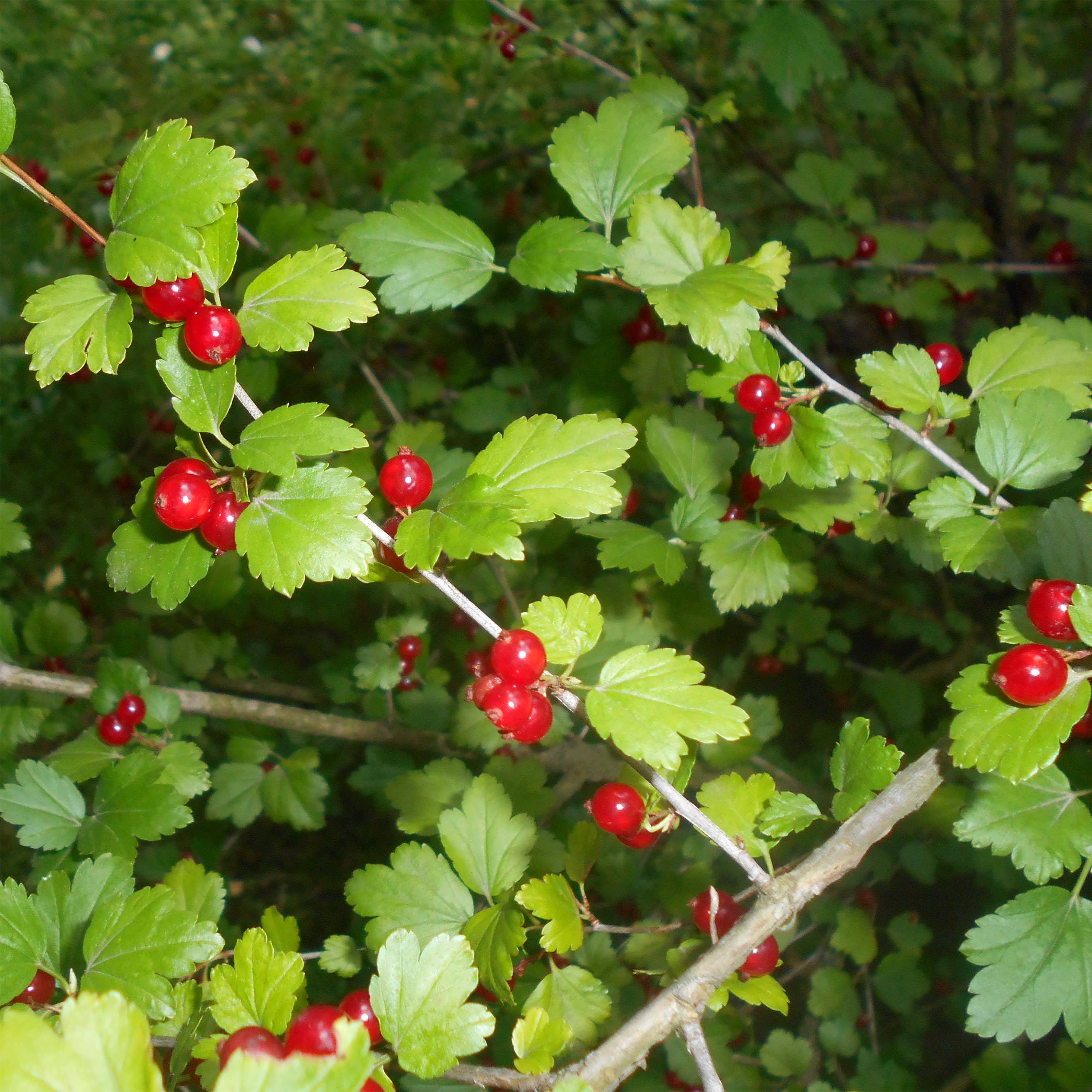 Promesse de Fleurs - Ribes alpinum - Groseillier des Alpes. Pot de 2L/3L - Image 1