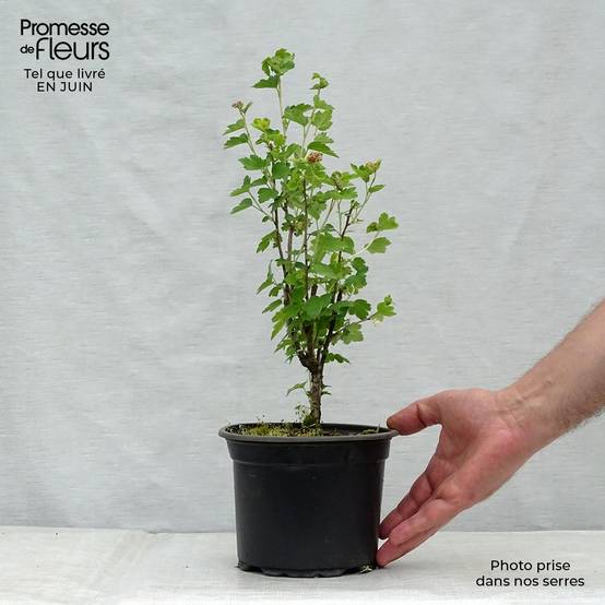 Promesse de Fleurs - Ribes alpinum - Groseillier des Alpes. Pot de 2L/3L - Image 2