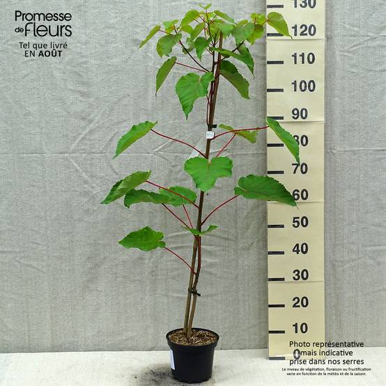 Idesia polycarpa Pot de 2L/3L - Image 2