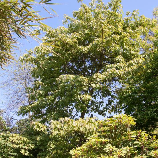 Idesia polycarpa Pot de 2L/3L - Image 1