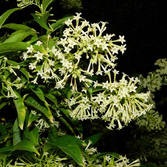 Promesse de Fleurs - Cestrum nocturnum - Galant de nuit, Cestreau nocturne Pot de 3L/4L