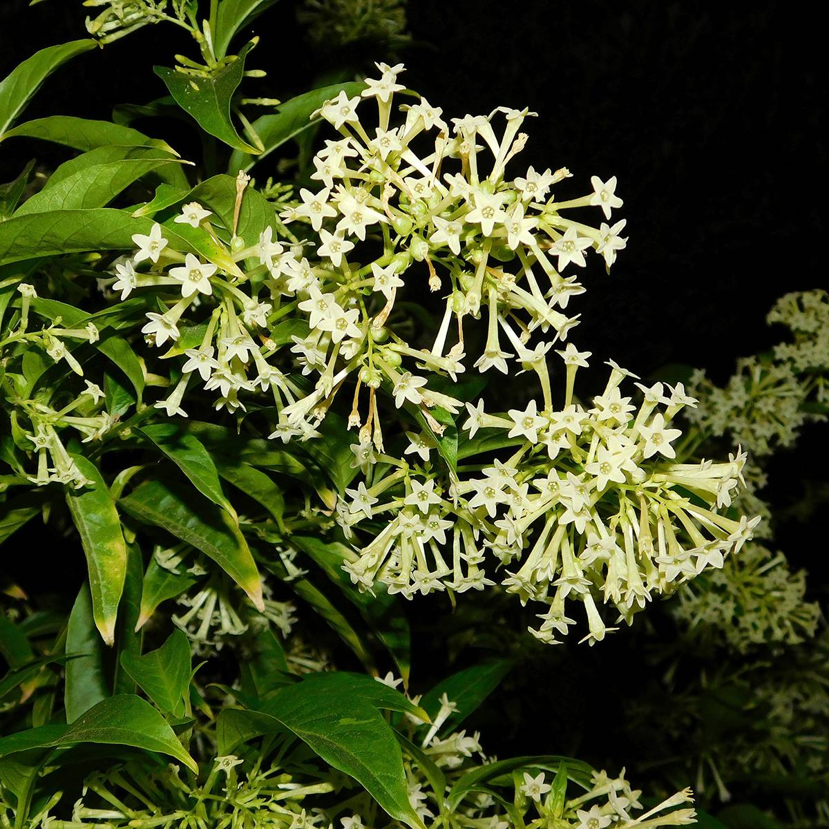 Promesse de Fleurs - Cestrum nocturnum - Galant de nuit, Cestreau nocturne Pot de 3L/4L