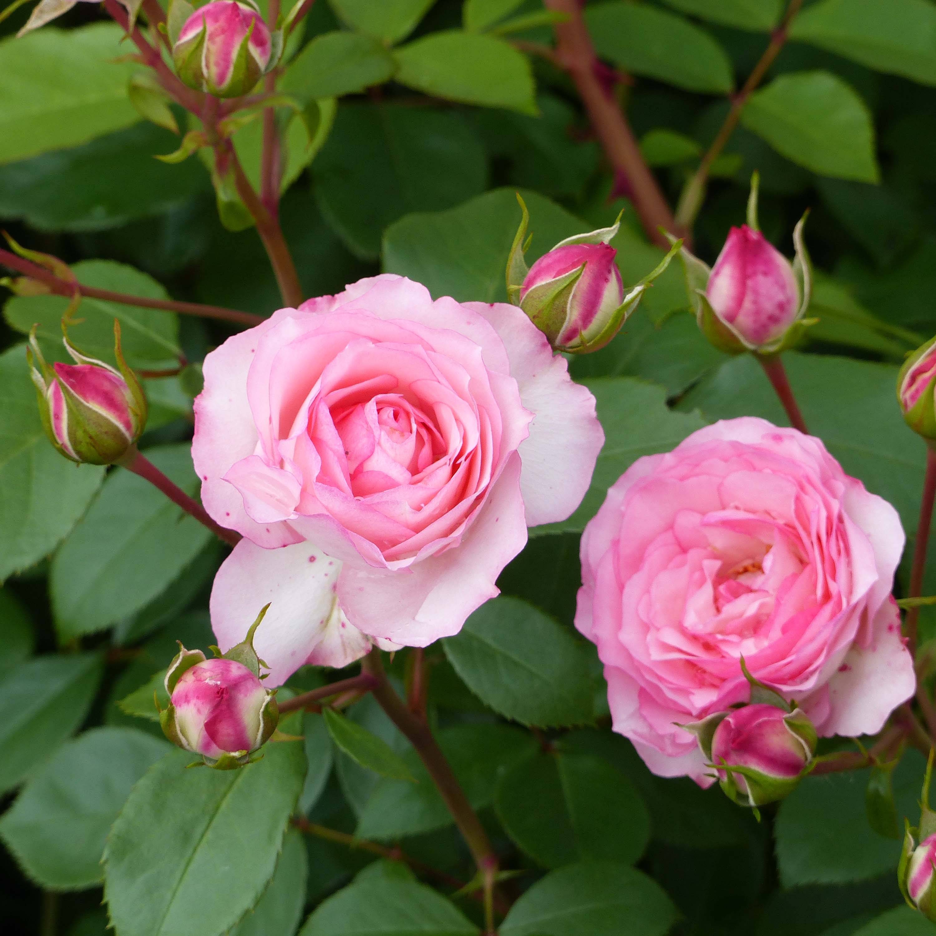Promesse de Fleurs - Rosier grimpant Mini Pierre de Ronsard - Mini Eden Rose Racines nues en motte