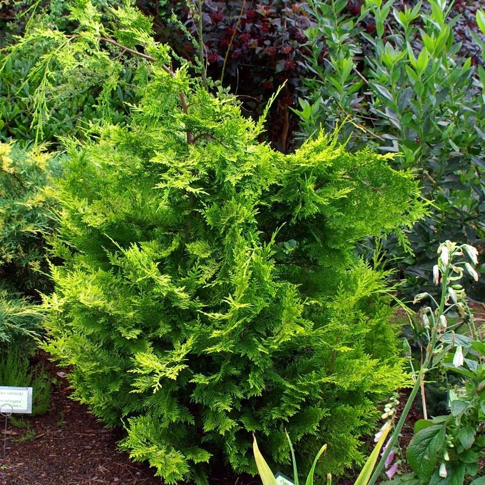 Promesse de Fleurs - Chamaecyparis lawsoniana Ivonne - Cyprès de Lawson Pot de 2L/3L - Image 1