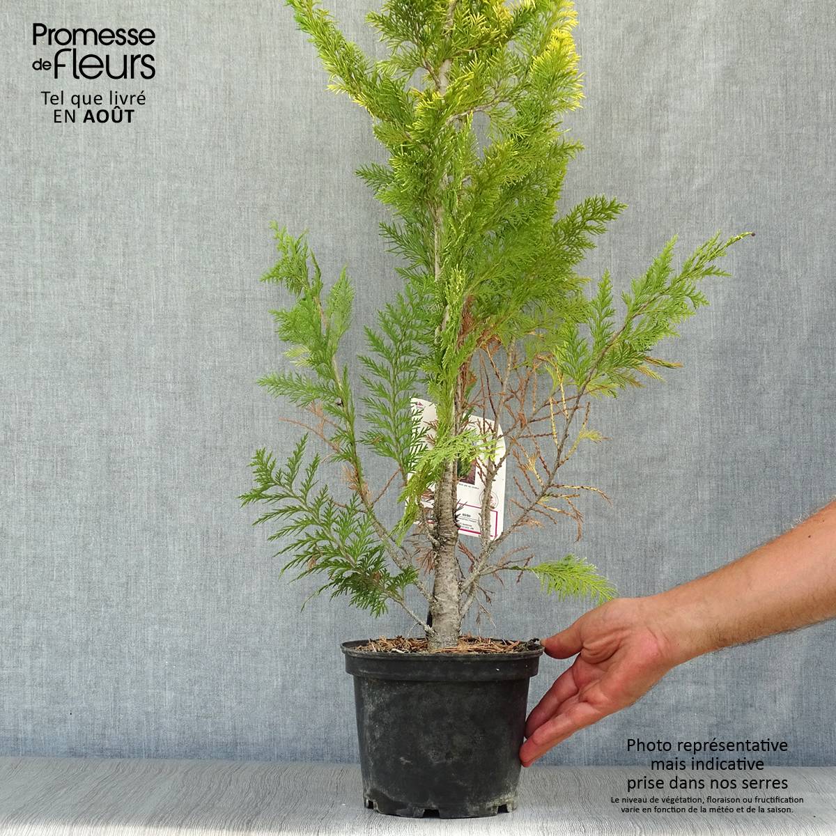 Promesse de Fleurs - Chamaecyparis lawsoniana Ivonne - Cyprès de Lawson Pot de 2L/3L - Image 2