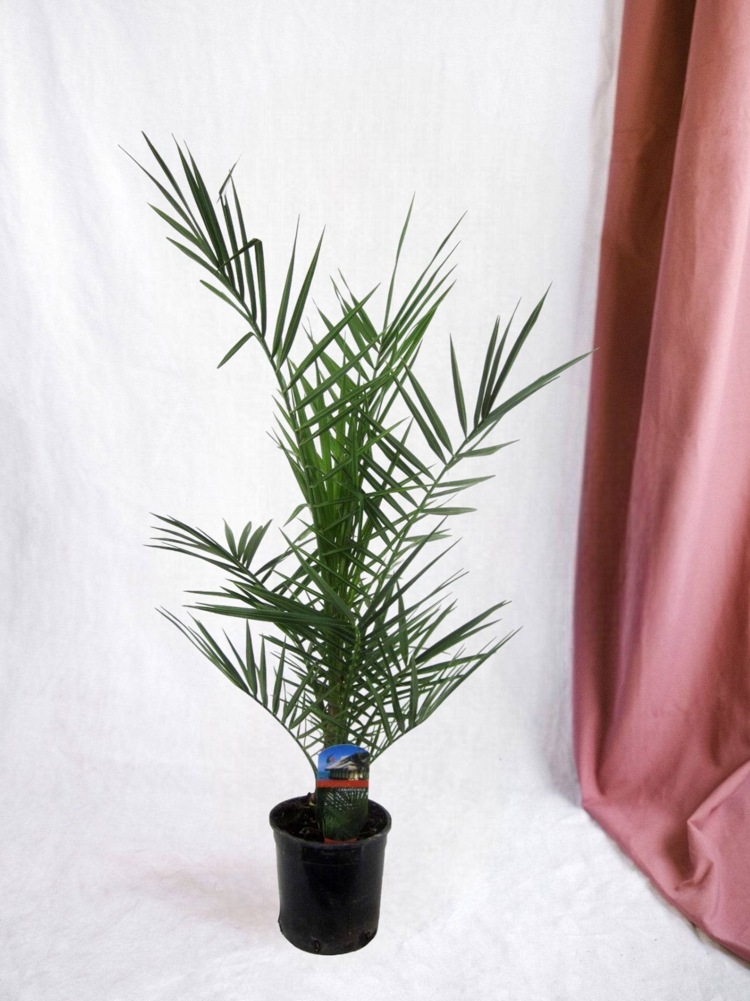 Phoenix Canariensis - D15 H90cm - Image 1
