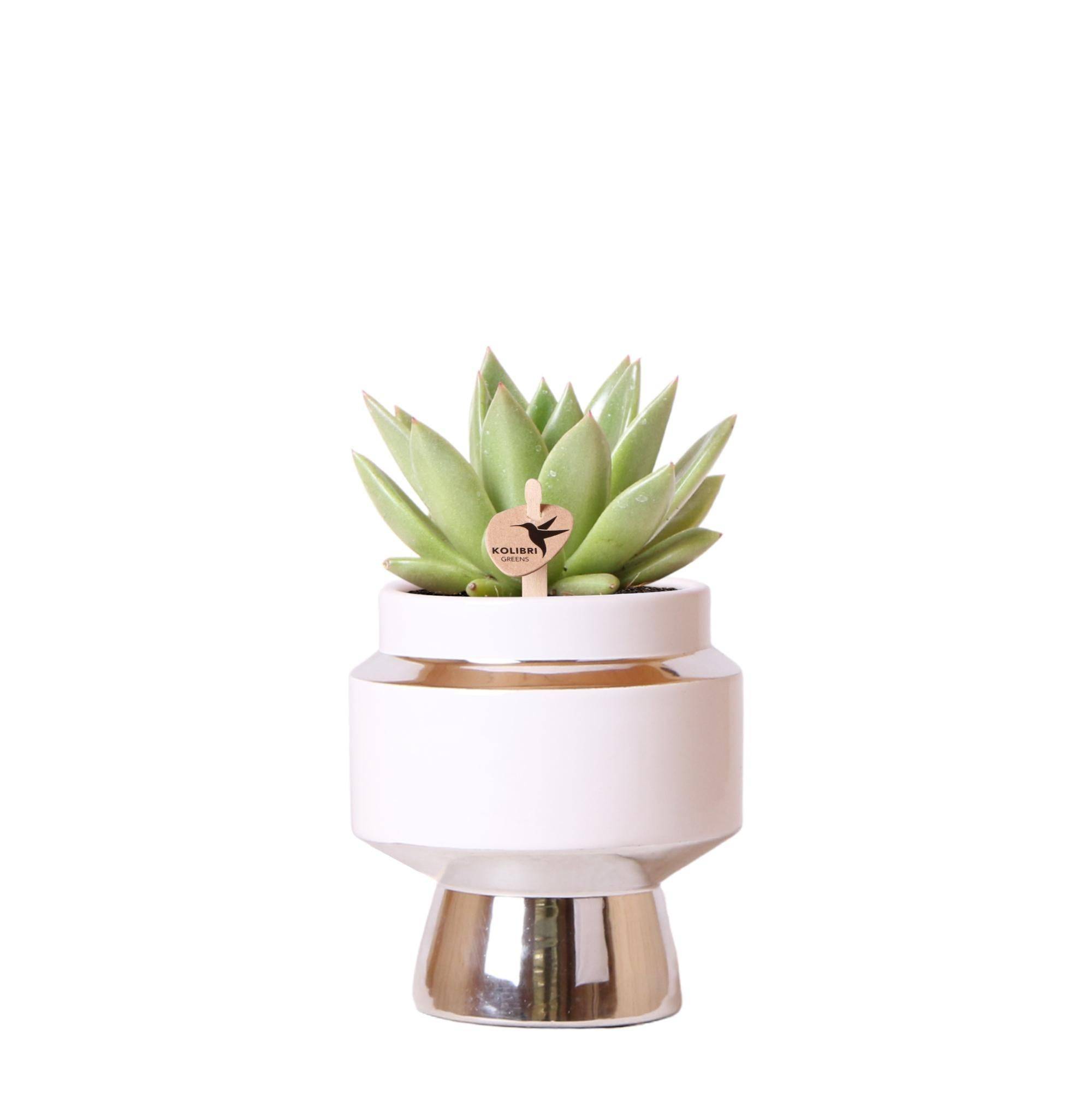 Succulente Echeveria Miranda le Chic Argent - D9 - Image 1