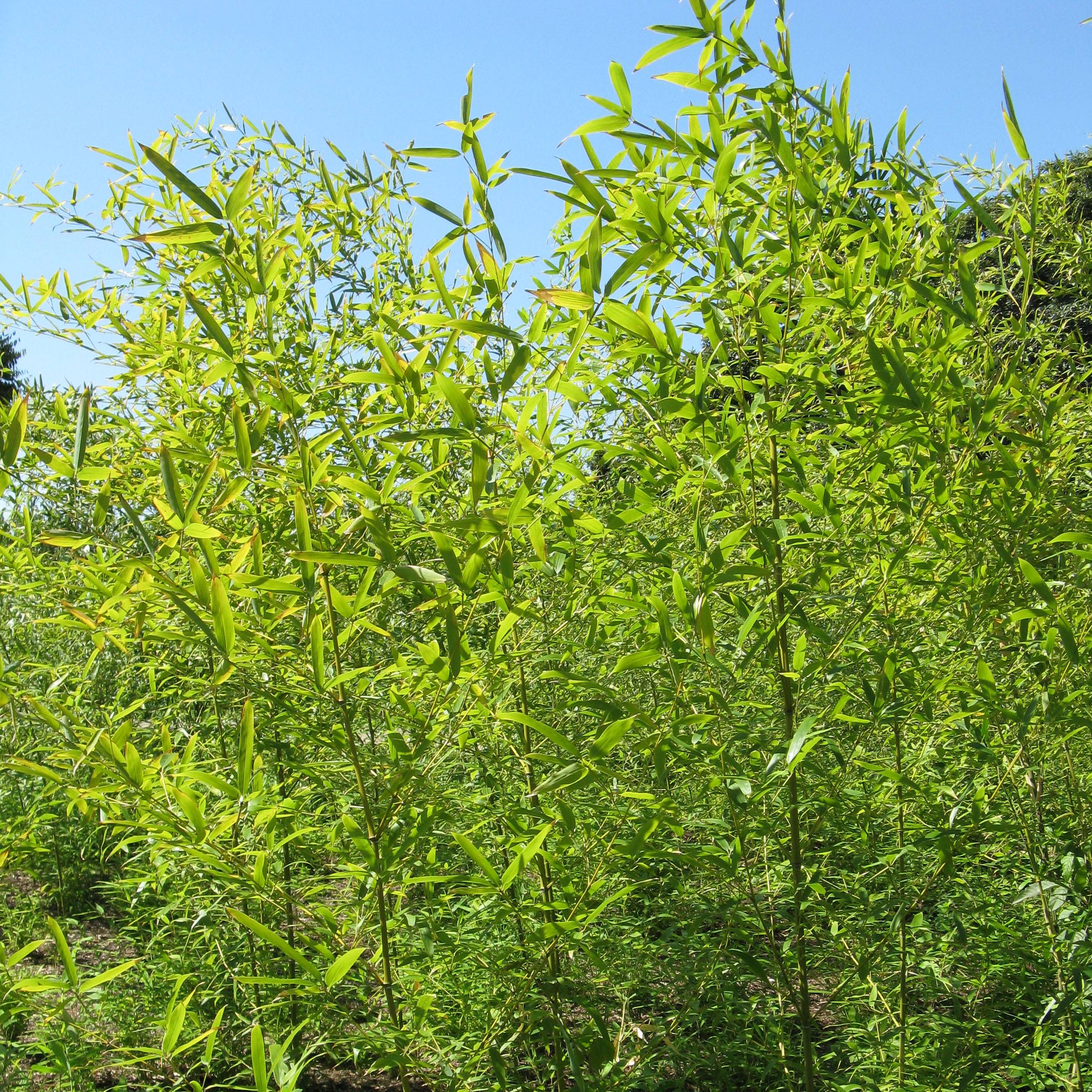 Phyllostachys nigra Henonis - Bambou géant Pot de 12L/15L - Image 1
