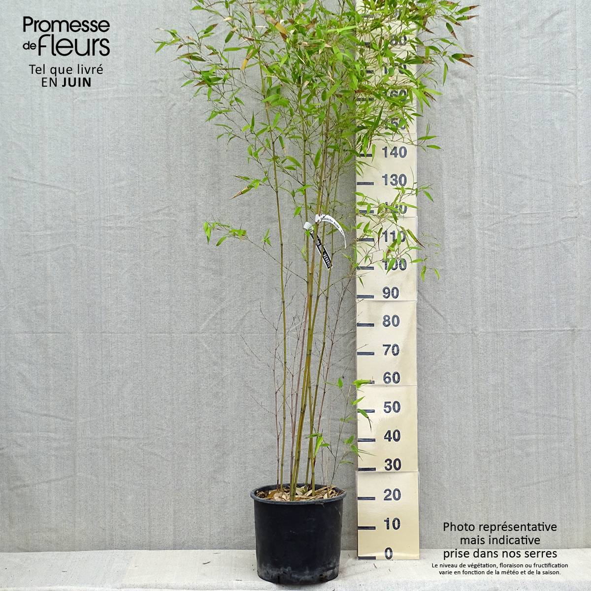Phyllostachys nigra Henonis - Bambou géant Pot de 12L/15L - Image 2