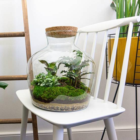 Diy Terrarium - D30 H30cm - Image 2