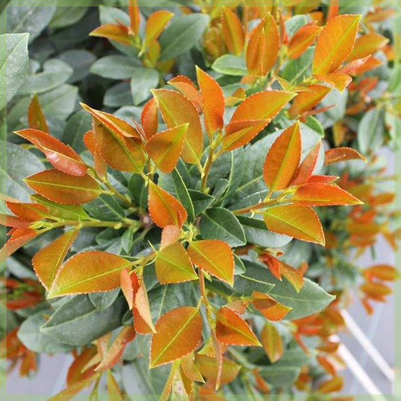 Laurier cerise - Prunus laurocerasus Bonaparte Pot de 7,5L/10L