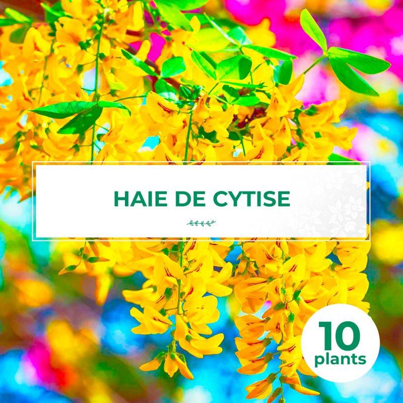 10 Cytises Commun (Laburnum Anagyroides) - Haie de Cytise -  - Pépinières Naudet - Image 1
