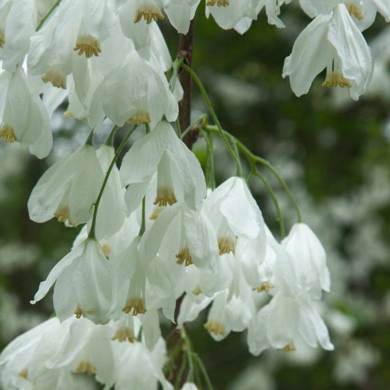 Arbre aux cloches d'argent (Halesia carolina) - Godet 9cm - Pépinières Naudet