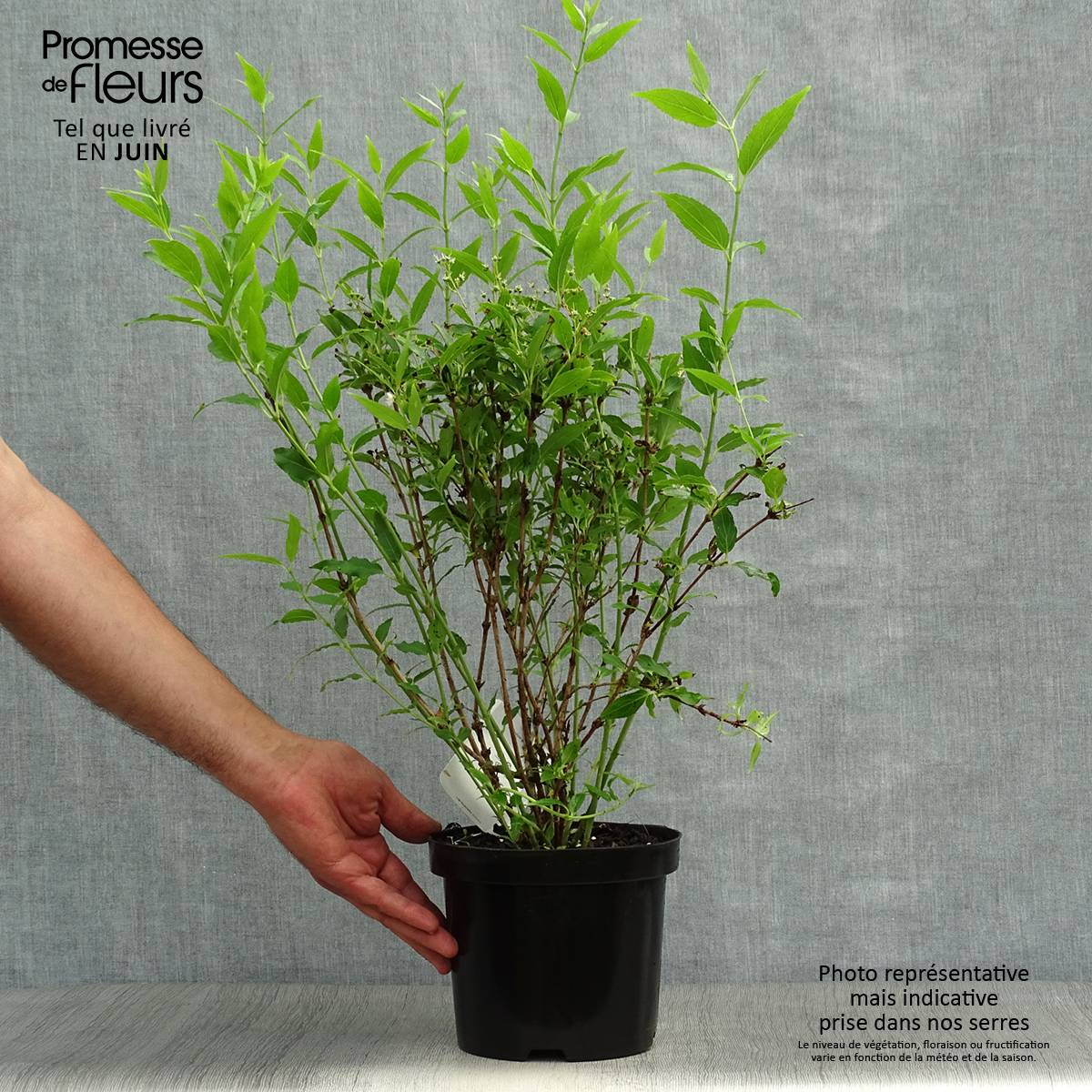 Promesse de Fleurs - Deutzia gracilis - Deutzie Pot de 2L/3L - Image 2