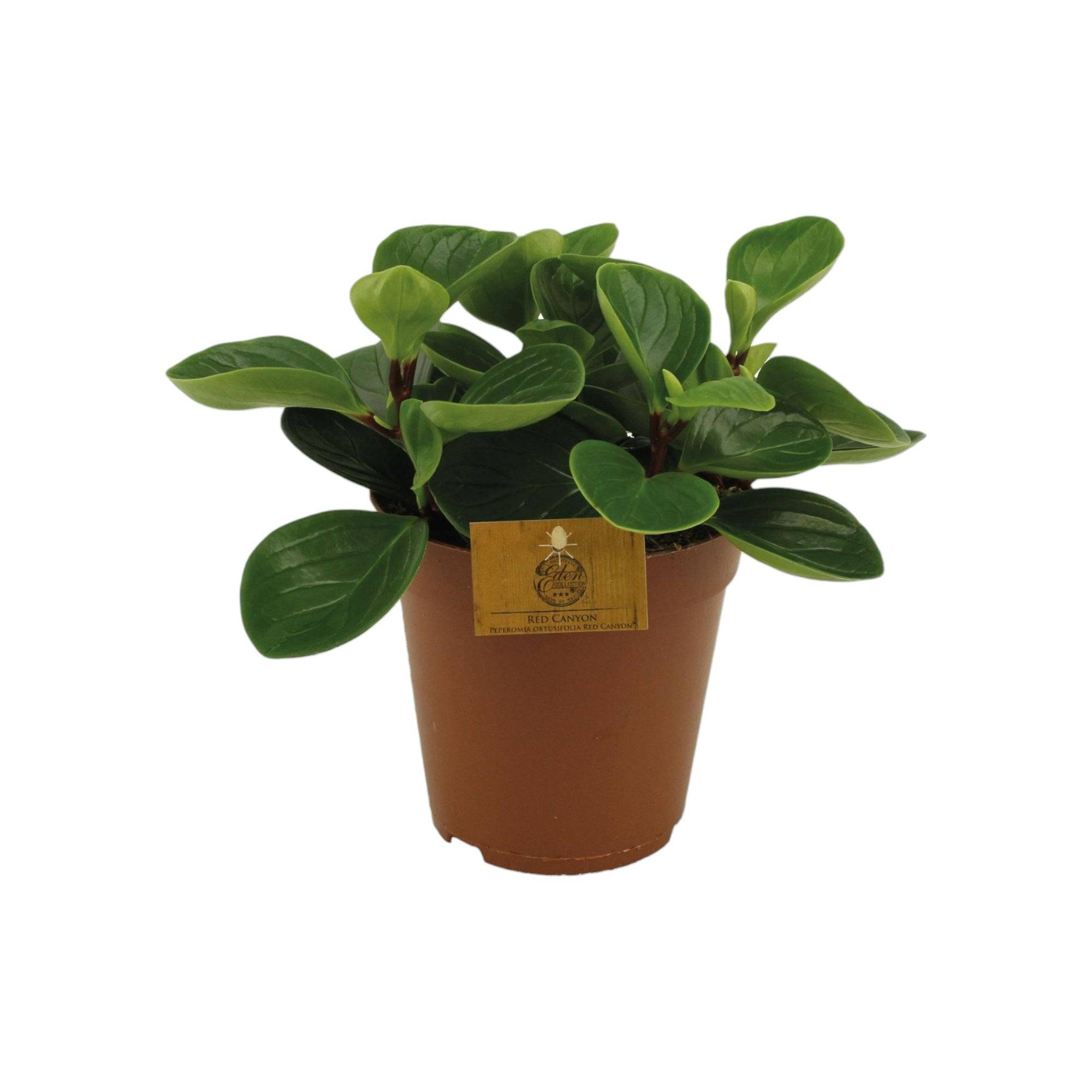Peperomia Red Canyon 25cm - Plante d'intérieur- La Green Touch - Image 2