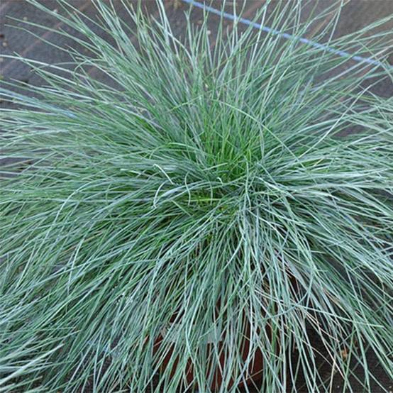 Promesse de Fleurs - Fétuque bleue - Festuca glauca Godet de 8/9 cm