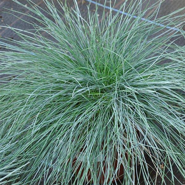 Promesse de Fleurs - Fétuque bleue - Festuca glauca Godet de 8/9 cm