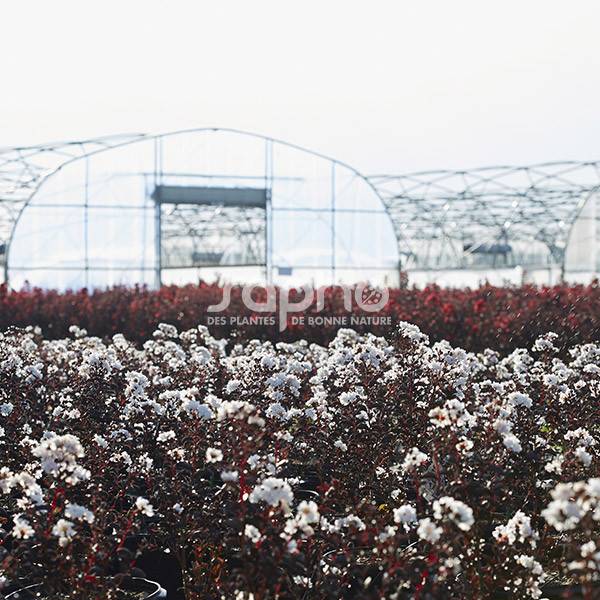 Lilas des Indes Black Diamond® Pure White™, Lagerstroemia à fleurs Blanche/ - feuillage Caduc - Pot de 7,5L - 60/80 cm - Image 1