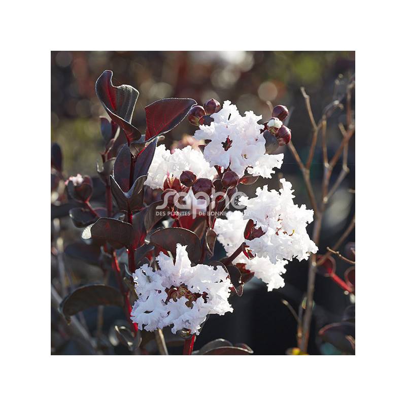 Lilas des Indes Black Diamond® Pure White™, Lagerstroemia à fleurs Blanche/ - feuillage Caduc - Pot de 7,5L - 60/80 cm - Image 6
