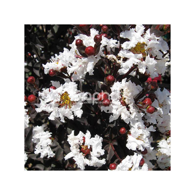 Lilas des Indes Black Diamond® Pure White™, Lagerstroemia à fleurs Blanche/ - feuillage Caduc - Pot de 7,5L - 60/80 cm - Image 7