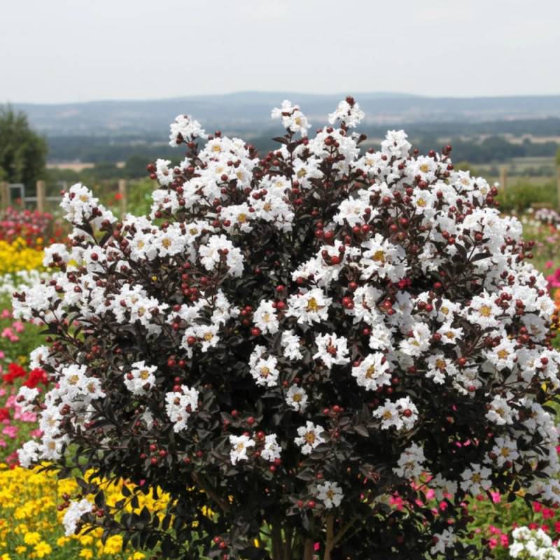 Lilas des Indes Black Diamond® Pure White™, Lagerstroemia à fleurs Blanche/ - feuillage Caduc - Pot de 7,5L - 60/80 cm - Image 5