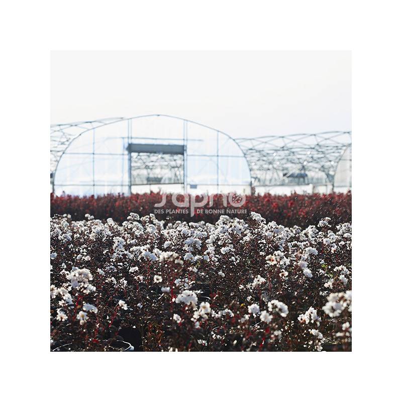 Lilas des Indes Black Diamond® Pure White™, Lagerstroemia à fleurs Blanche/ - feuillage Caduc - Pot de 7,5L - 60/80 cm - Image 2