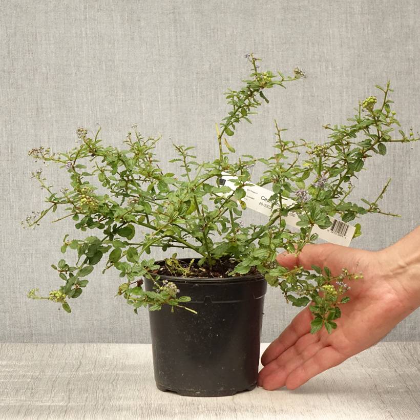 Promesse de Fleurs - Céanothe (x) Blue Mound Pot de 2L/3L - Image 2