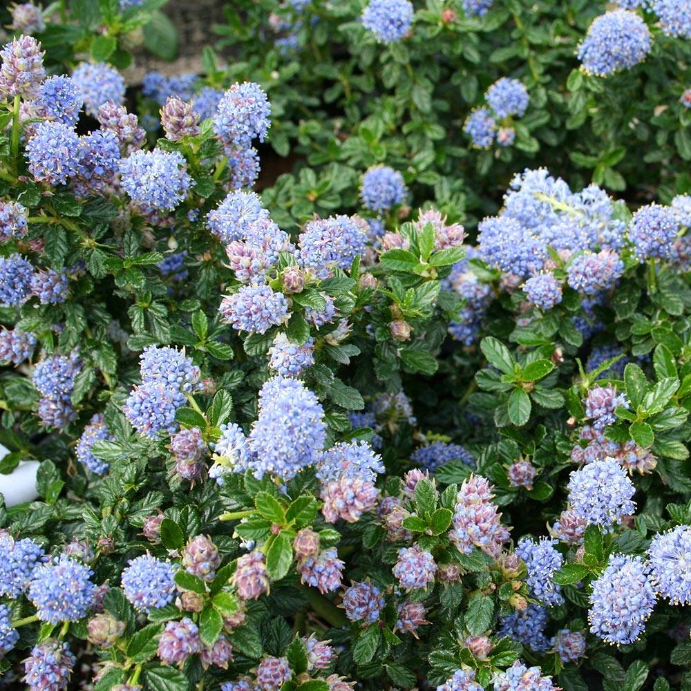 Céanothe (x) Blue Mound Pot de 2L/3L
