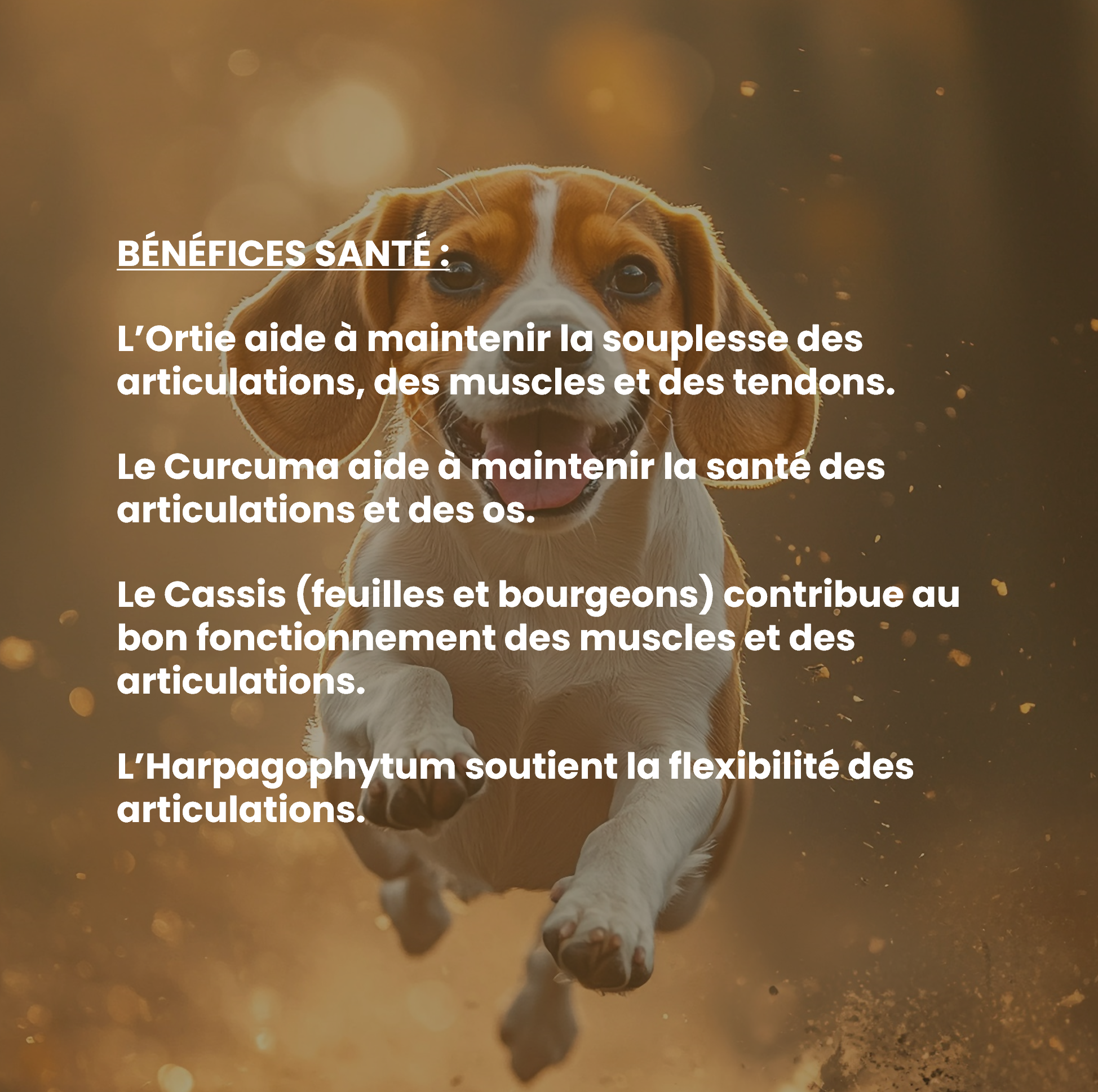 Complément alimentaire vétérinaire - Mobilité (articulations) chien 150 mL - VetyVert - Image 4