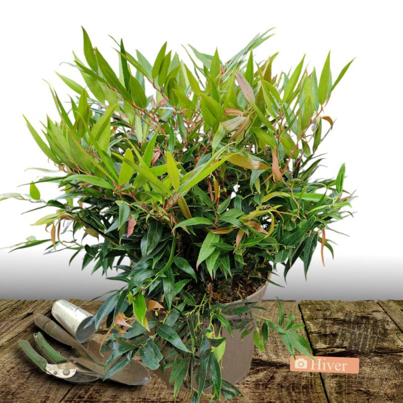 Leucothoe Rainbow, Fleur de perle à fleurs Blanche - feuillage Persistant - Pot de 7,5L - 40/60 cm-  hauteur à maturité De 0,50 m à 1,00 m - Image 4