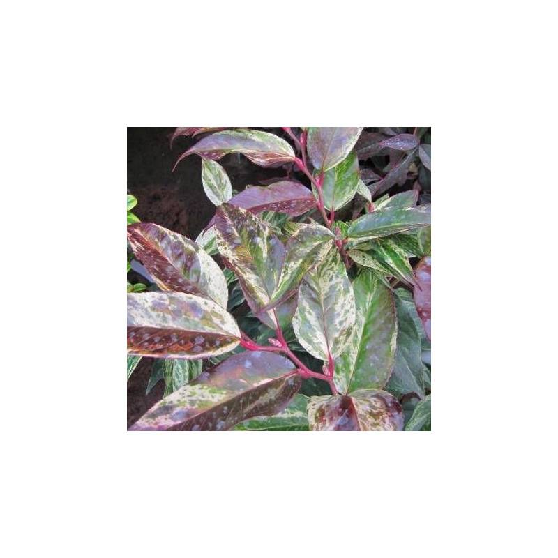 Leucothoe Rainbow, Fleur de perle à fleurs Blanche - feuillage Persistant - Pot de 7,5L - 40/60 cm-  hauteur à maturité De 0,50 m à 1,00 m - Image 1