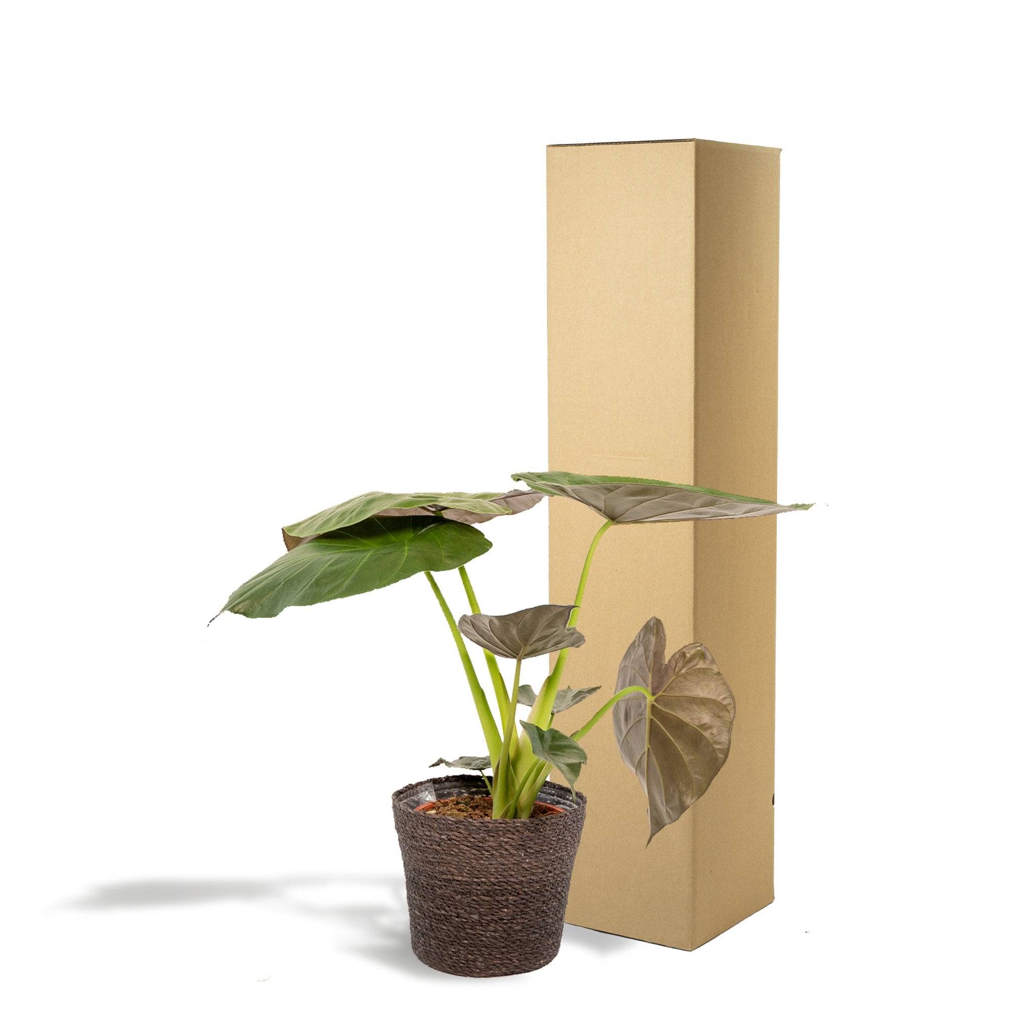 Alocasia Wentii 70cm - Plante d'intérieur- La Green Touch - Image 6