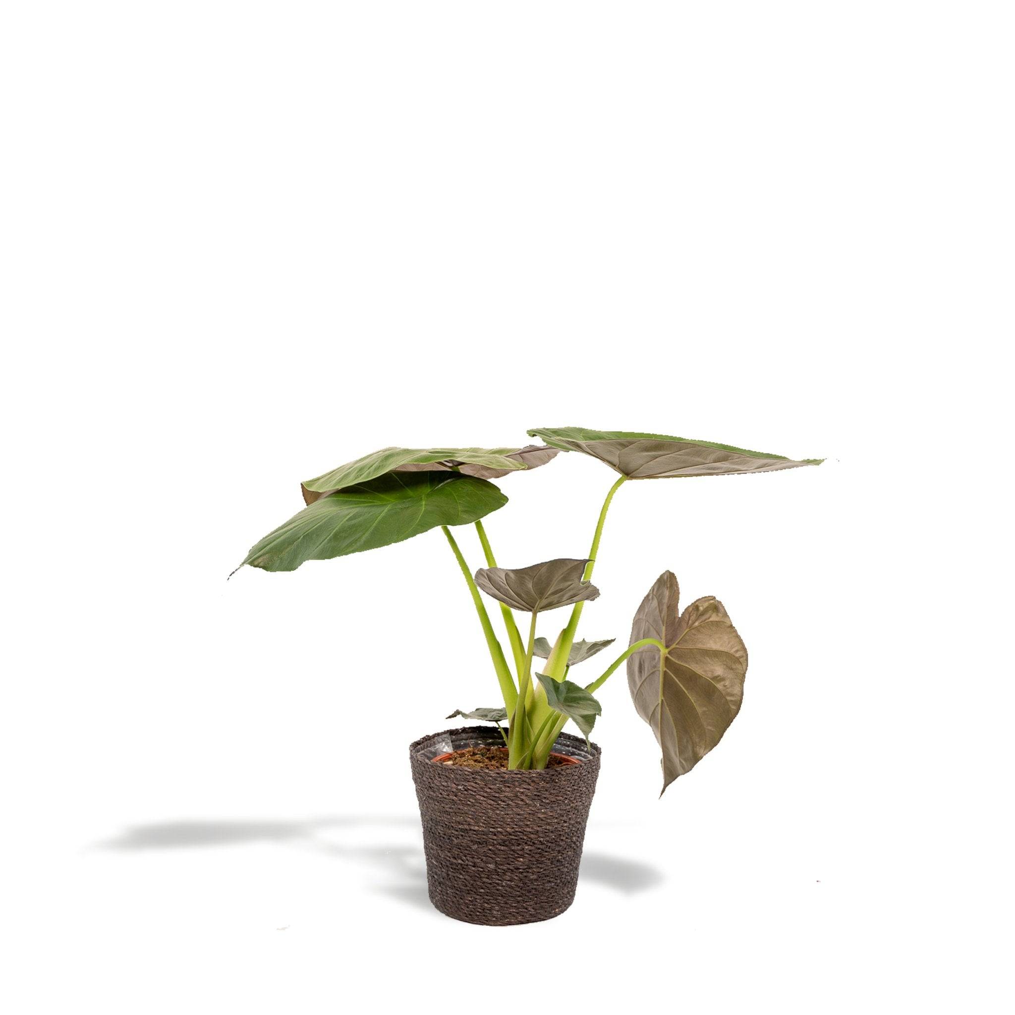 Alocasia Wentii 70cm - Plante d'intérieur- La Green Touch - Image 2