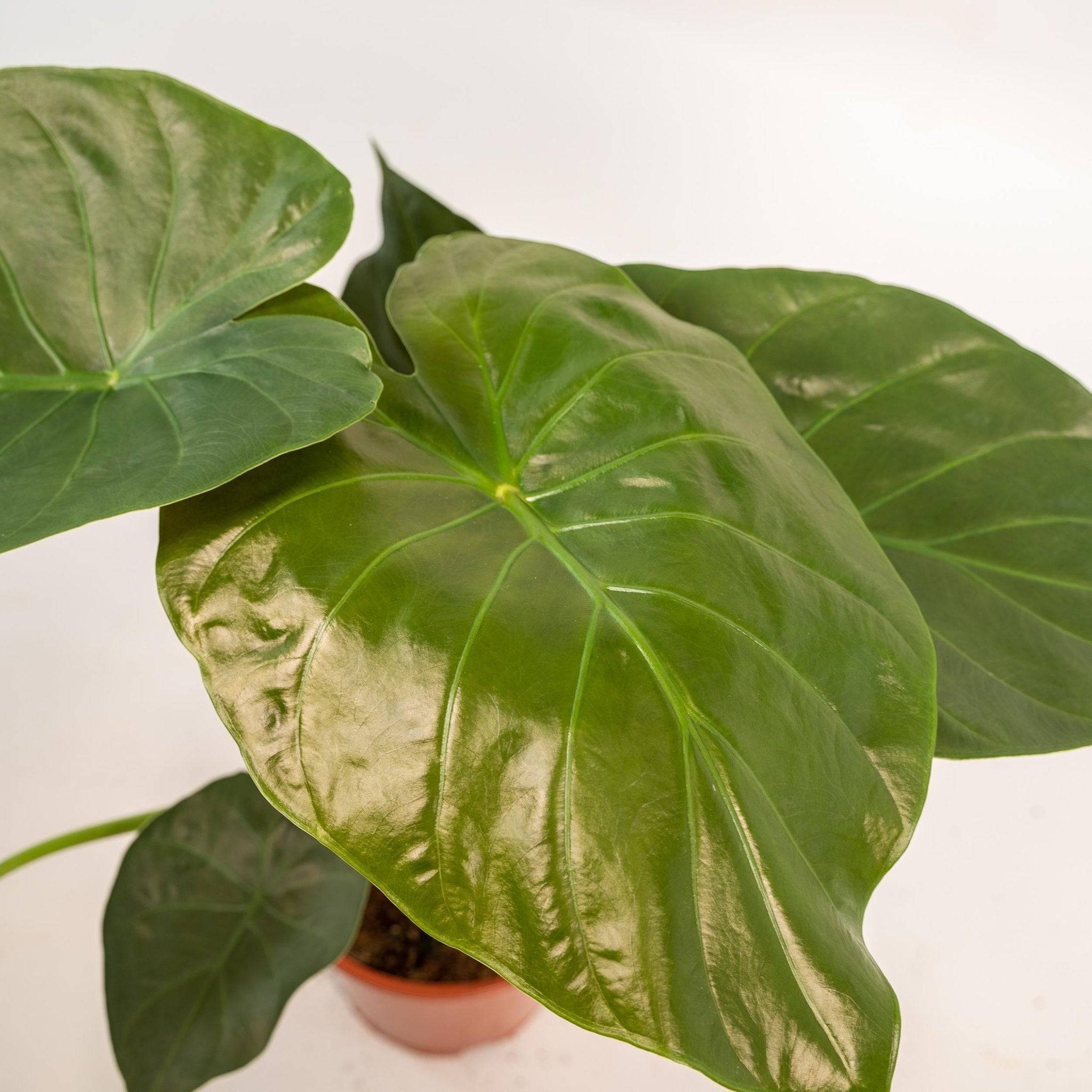 Alocasia Wentii 70cm - Plante d'intérieur- La Green Touch - Image 4