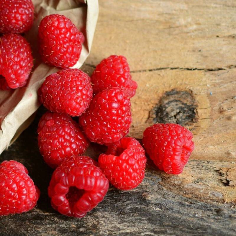 Framboisier Rustica® 'Yummi' - Moyen rendement - Pot de 3L - 30/60 cm - De 0,50 m à 1,00 m - Image 1