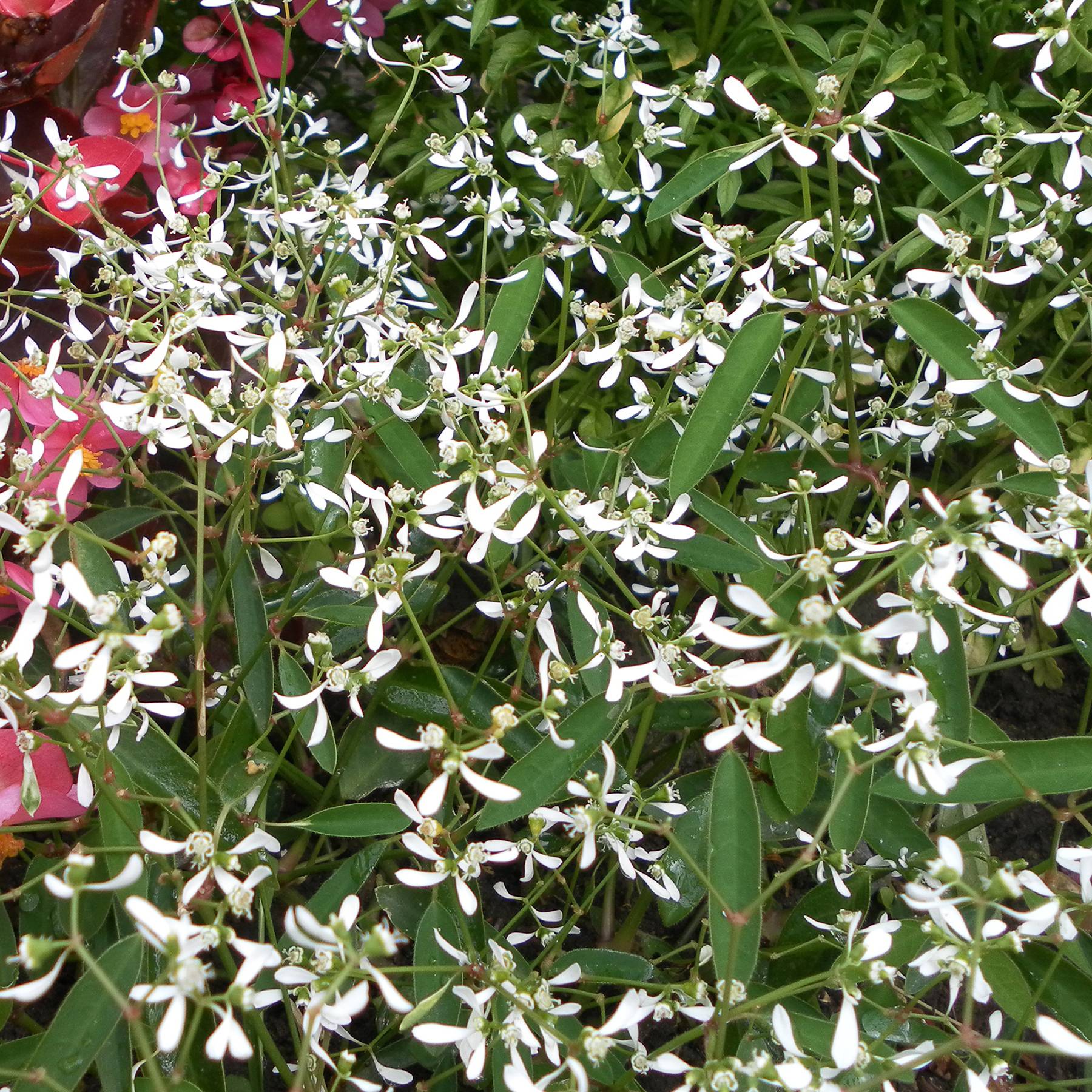 Euphorbe Diamond Frost - Chamaesyce hypericifolia  Mini-motte Ø 1,5/2,5 cm, Plant vert de 5 à 10 cm de haut (par 3)