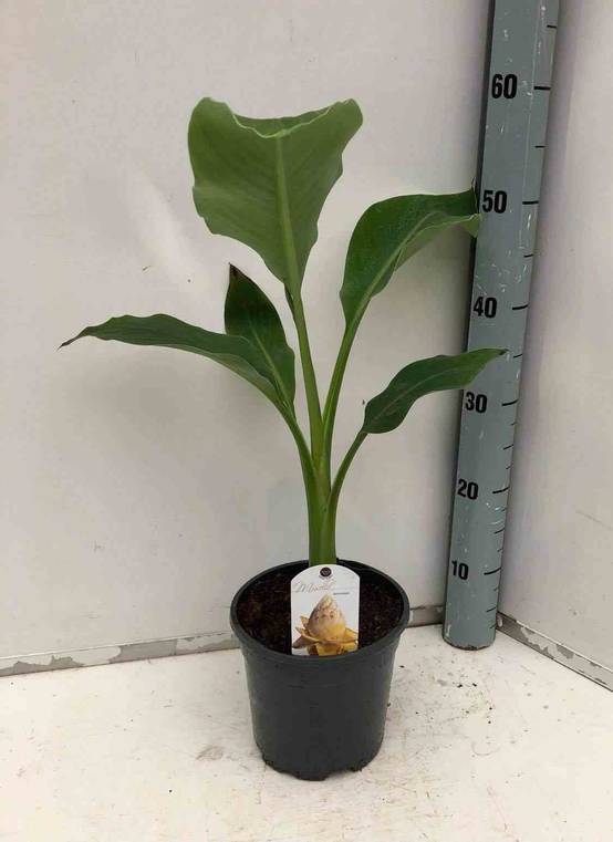 0 - Musella lasiocarpa (bananier Lotus d'or) Pot de 50L - 150/175cm - Image 3